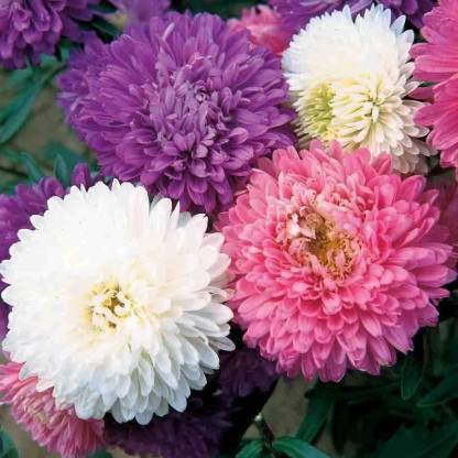 YOUNG STAR ASTER FLOWER Seed