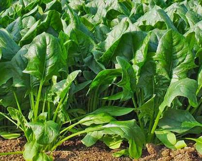 VibeX PALAK, SPINACH Seed