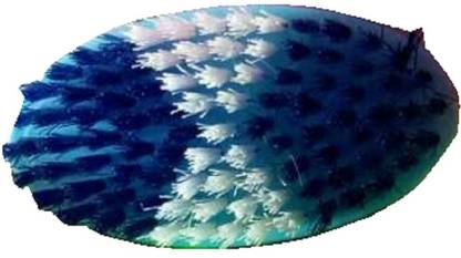 SOORYADEV INDUSTRIES Nylon Wet and Dry Brush