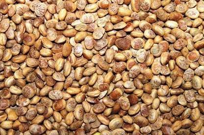 TECHNO Healthy Almondette Seeds (Chironji/ Cuddapah Almond) Chironji Seeds