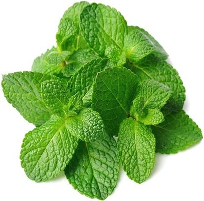 Advance MINT,, PUDHINA Seed