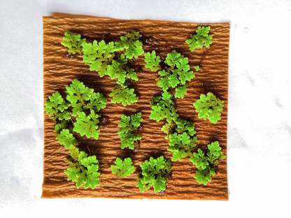DIVYAM TRADERS Azolla Caroliniana Live Plants/Seed Seed