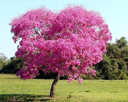 Greenwill Tabebuia Avellanedae Flowering tree Seed