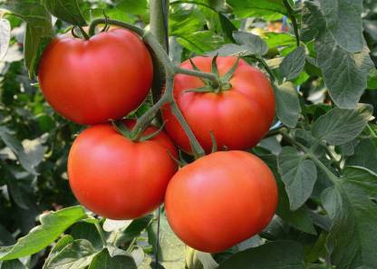 Raunak Tomato Hybrid Seeds( 90Seeds ) Seed