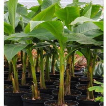 Arlo Banana Plant
