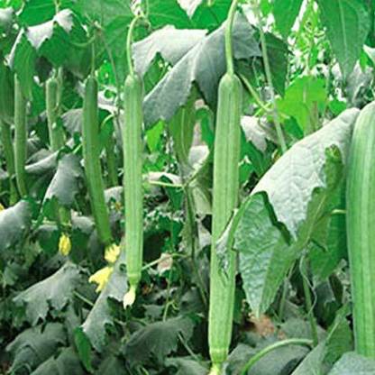 VibeX Sponge Gourd Seed