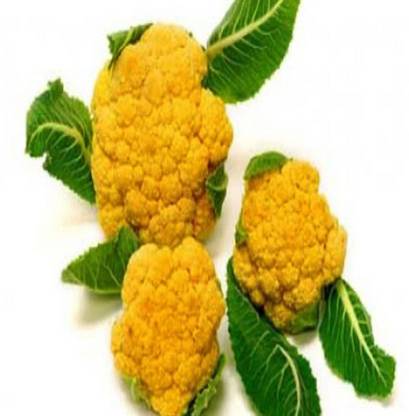 VibeX YELLOW CAULIFLOWER Seed