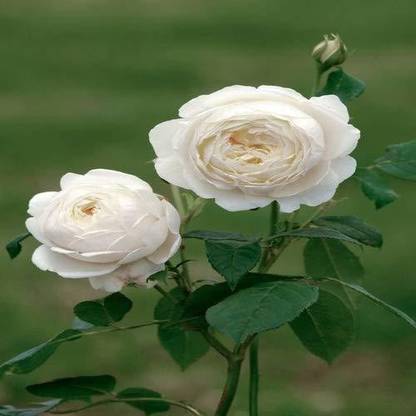 ORETIC Rose Plant