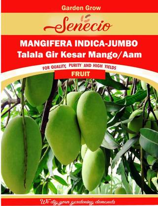 SENECIO Mangifera Indica, Mango, Aam, Guthli Seed