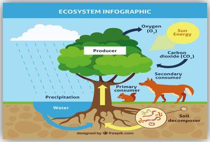 ECOSYSTEM POSTER Paper Print