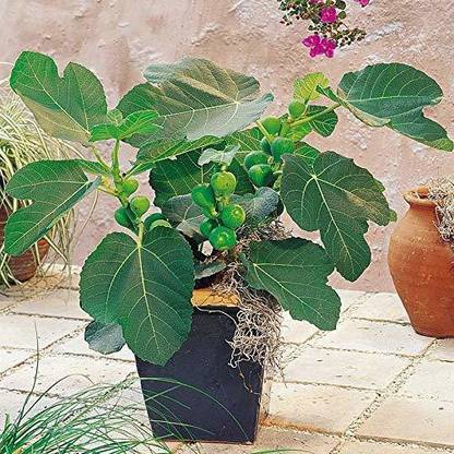 EZtect Gular/Cluster Fig Plant
