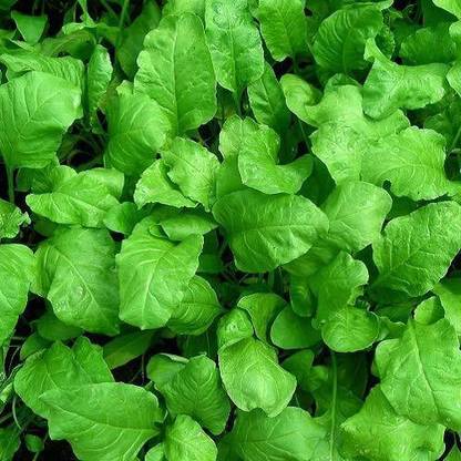 VibeX Spinach Seed