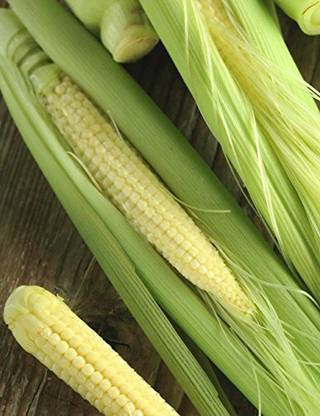 VibeX ® VLR-912 Sweet Baby Corn Vegetables Seeds Seed