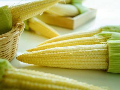Aywal Sweet Corn (Makka) (मक्का के बीज) Seed