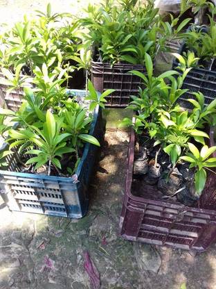 Entacloo Chiku Plant