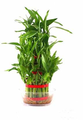 GHF Two Layer Bamboo Plant