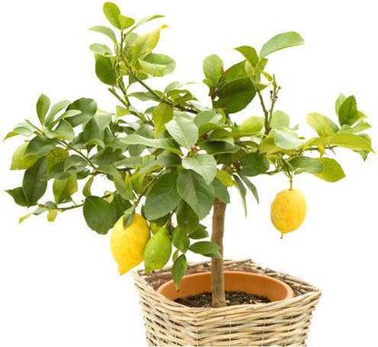 Click to purchase Lemon Plant