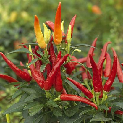 Vijay Sales Madhumalti/Rangoon Creeper