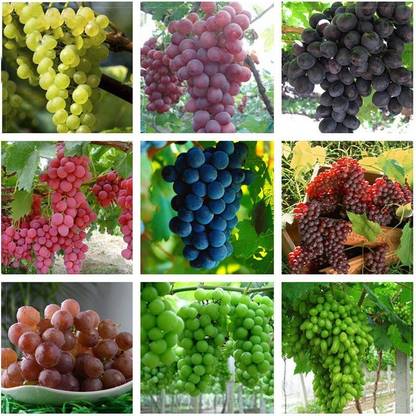 Greenery Nursery Grapes Plant