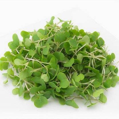 VibeX ® XLL-96 Kale Brassica Purple Leaf sprouting Microgreens seeds Seed