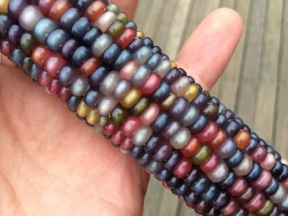 WILLVINE rainbow Seed