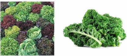 VibeX Lettuce Mixed Iceberg, Lollo Rosso, Grand Rapids, Romaine, Batavia, Prize Head & Butt & Brassica Seed
