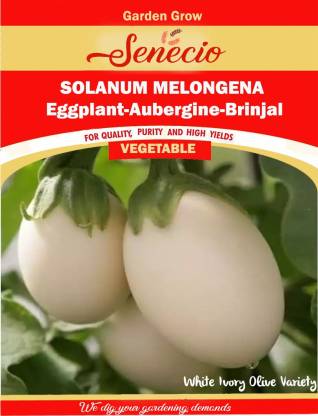 SENECIO Solanum Melongena, Brinjal, Aubergine, Ringan Seed
