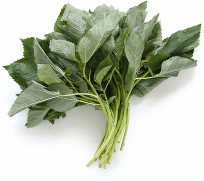 ActrovaX Egyptian Spinach, Jute, Saluyot, Molokhia, Corchorus Olitorius [1000 Seeds] Seed
