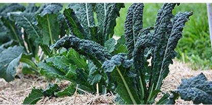 VibeX ™ XLL-153 Kale Brassica (Tuscan Leaf) Microgreen Seeds Seed