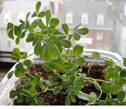 VibeX ® VXI-321 Fenugreek-Methi Kitchen Garden Seeds Seed