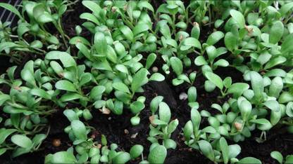 VibeX ® VXI-153 Fenugreek Desi Methi leaf Sprout seeds Seed
