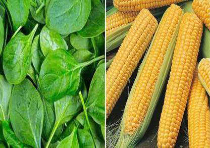 VibeX Baby Spinach and F1 Hybrid Sweet Corn Seed
