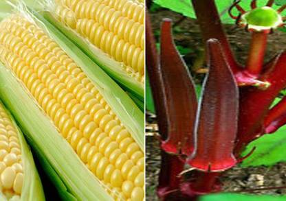 VibeX ™ VXL-515 Hybrid Sweet Corn and Okra Bhindi Scarlet Red Seeds Seed