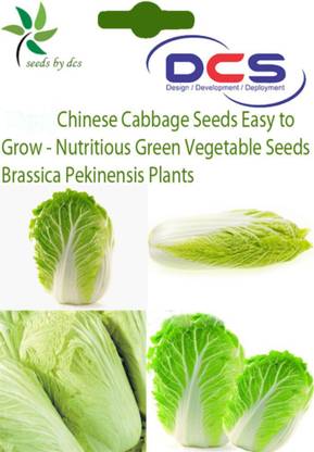 VibeX Chinese Brassica Pekinensis Cabbage Seeds Seed