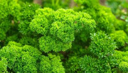 VibeX Parsley Organic Herb F1 Hybrid Seeds Small Pack Seed