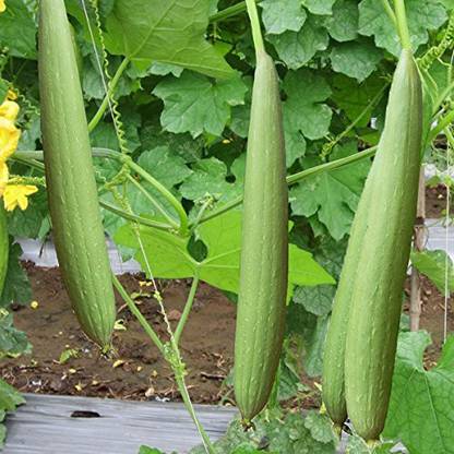 VibeX Ridge-Sponge-Gourd Seed