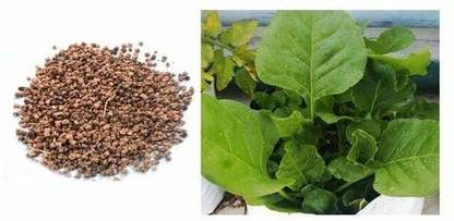VibeX Spinach Seed