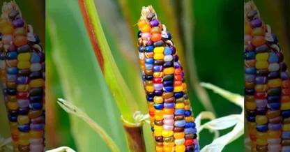 VibeX ™ VXL-591 ORGANIC Exotic Glass Gem Corn Seeds Seed