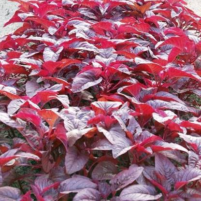 VibeX Red Spinach Seed, Amaranthus Leaf Lal Saag-75 Seeds Seed
