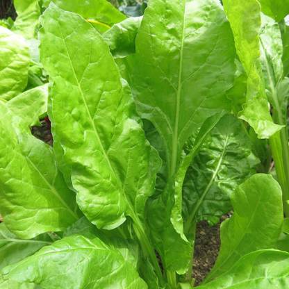 Qualtivate ™ Desi Palak Spinach Seeds (Leafy vegetable)-150 Seed Seed
