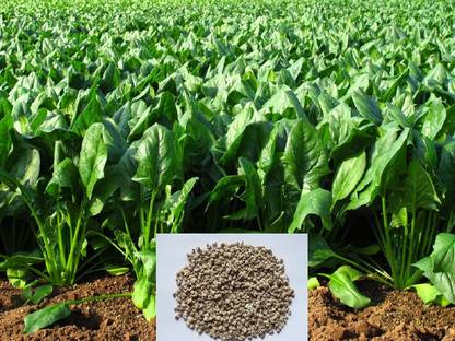 VibeX Spinach Seed