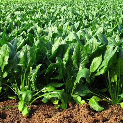 ActrovaX Spinacia oleracea Quality [2gm Seeds] Seed