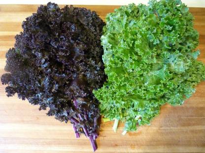 VibeX Brassica Oleracea Green and Scarlet Mixed Edible KaleSeeds Seed