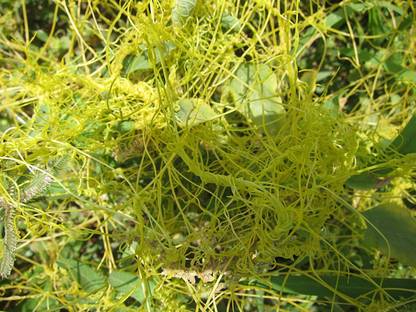 Mohini Plant Amarbel/Cuscuta reflexa Herbal Bel/Vine (100gm) Seed
