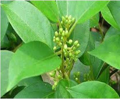 MGBN GURMAR/SUGAR DESTROYER/GYMNEMA SYLVESTRE/SIRUKURINZAN SEEDS ( 25 SEEDS ) Seed