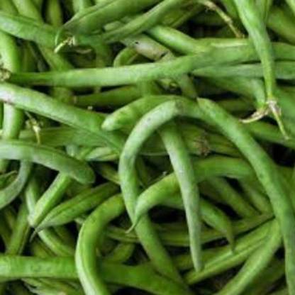 VibeX FRENCH BEANS, FRANCE BEANS Seed