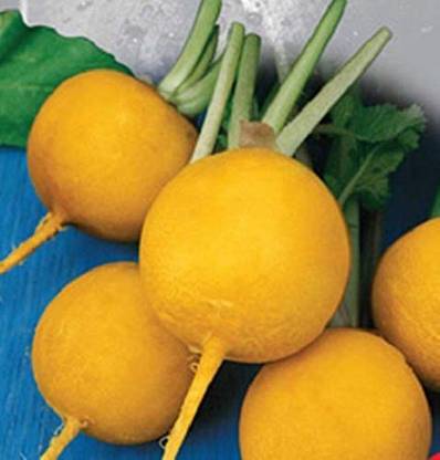 VibeX ™ XLS-401 YELLOW GOLDEN TURNIP HYBRID VEGETABLES SEEDS Seed
