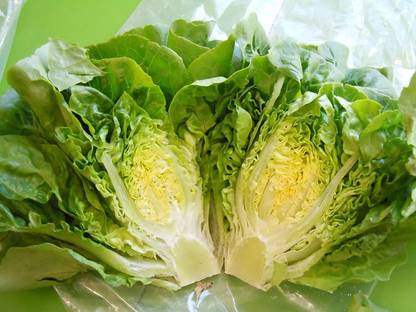 VibeX ® VXI-365 Romaine Lettuce Seeds Seed