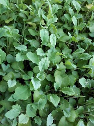 ActrovaX Microgreens Kale Brassica Dark Nero type leaf Sprout [250 Seeds] Seed