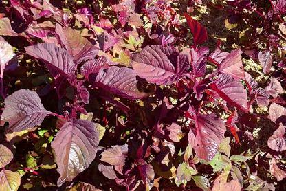 VibeX Spinach Red(Amaranthus) Lal Saag Cheera Seeds-30 Seeds Seed